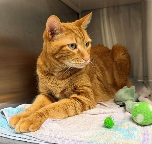 TIGGS - Domestic Short Hair available for adoption