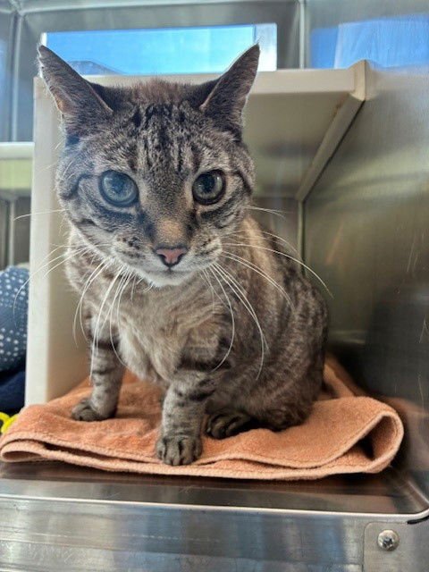 LITTLE KITTY - Domestic Short Hair available for adoption