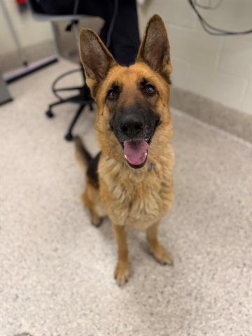 LASSIE - German Shepherd Dog available for adoption