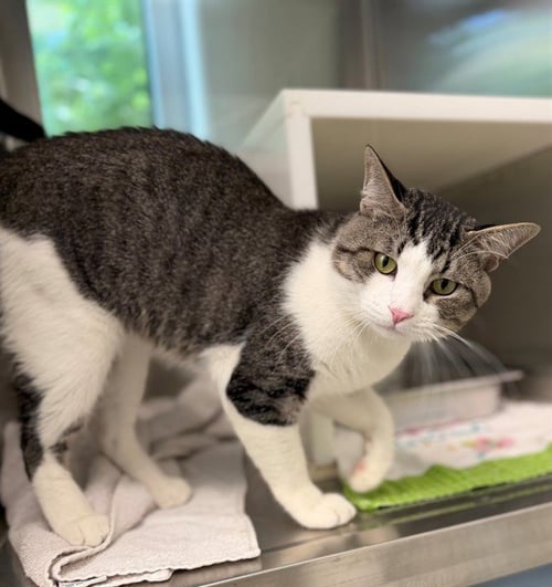*BERTRAM - Domestic Short Hair available for adoption