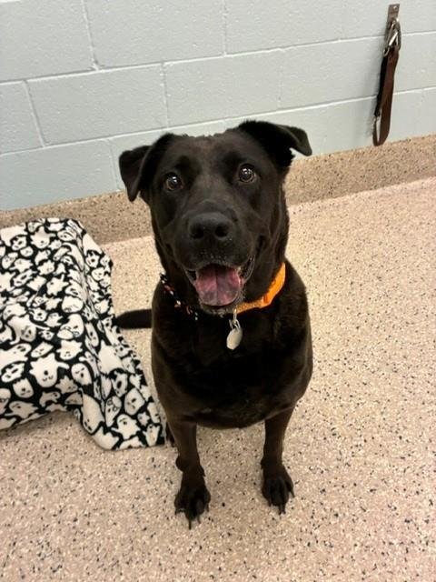 *QUEEN NALA - Labrador Retriever available for adoption