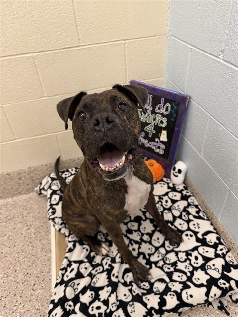 CHOMPIRAZ - Pit Bull Terrier available for adoption