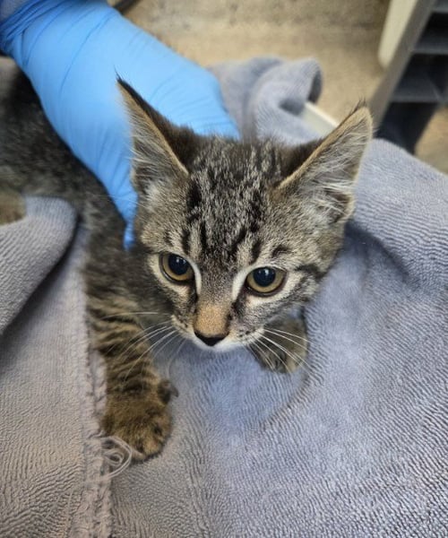 *SUNFLOWER - Domestic Medium Hair for adoption in Thornton