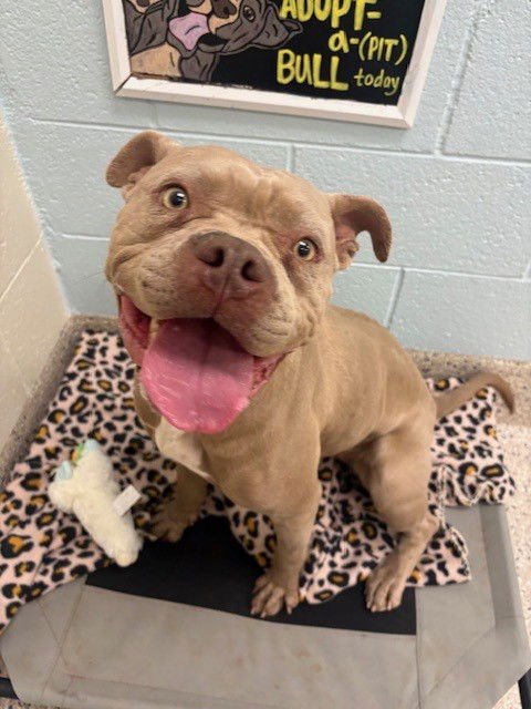 WINTER - American Bulldog available for adoption