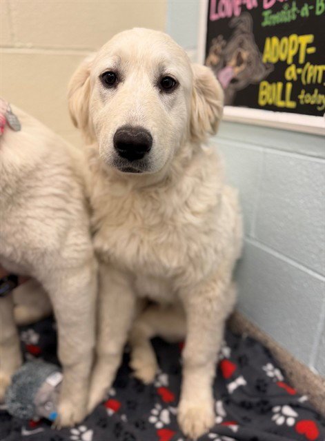 *ALPHABET SOUP - Great Pyrenees available for adoption