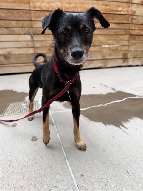 ROTTIE - Chihuahua available for adoption