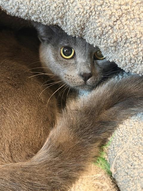 TOASTER - Domestic Short Hair available for adoption