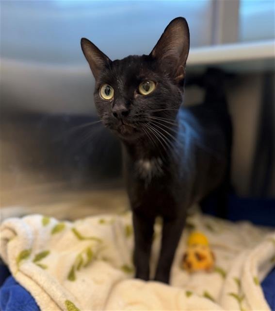 *NARNIA - Domestic Short Hair available for adoption