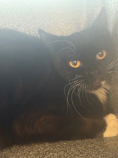 *VAELUS - Domestic Short Hair available for adoption