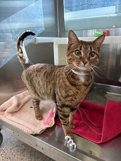 *NYMERIA - Domestic Short Hair available for adoption