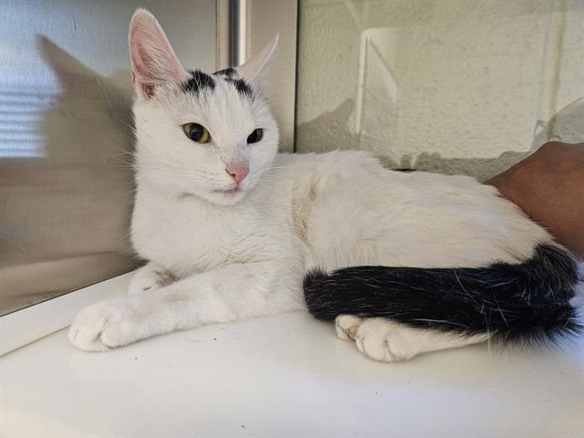 *MOONSHADOW - Domestic Short Hair available for adoption