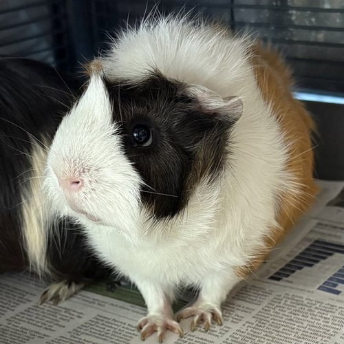 SPOT - Guinea Pig available for adoption