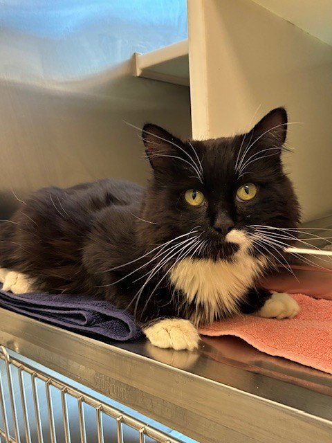 *PENGUIN - Domestic Medium Hair available for adoption