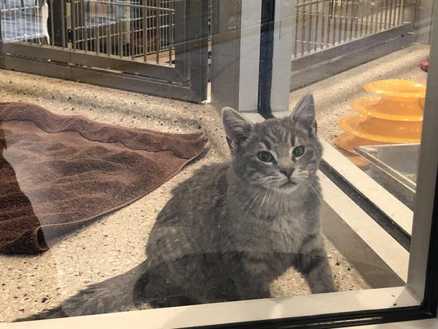*GRAY BEARD - Domestic Short Hair available for adoption