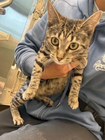 *STACEY - Domestic Short Hair available for adoption