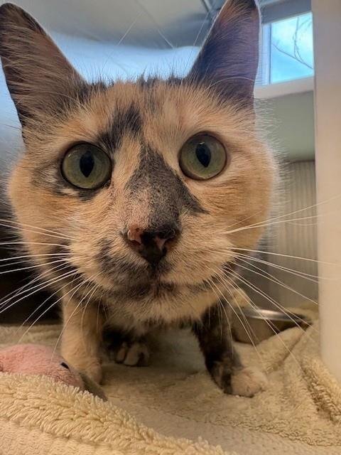 *CARIN - Domestic Short Hair available for adoption