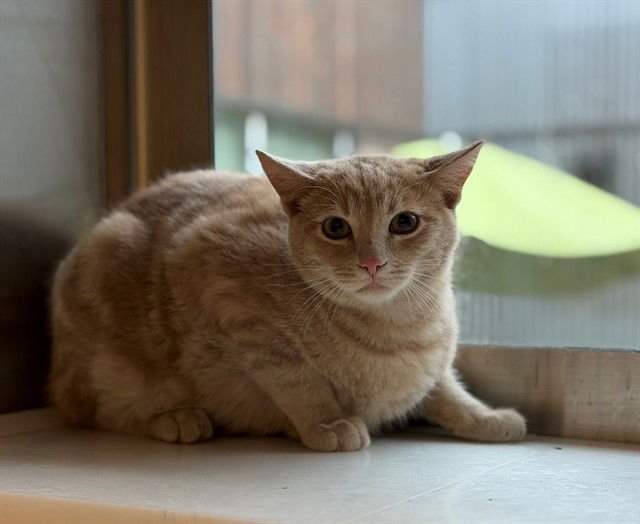 *SAZERAC - Domestic Short Hair available for adoption