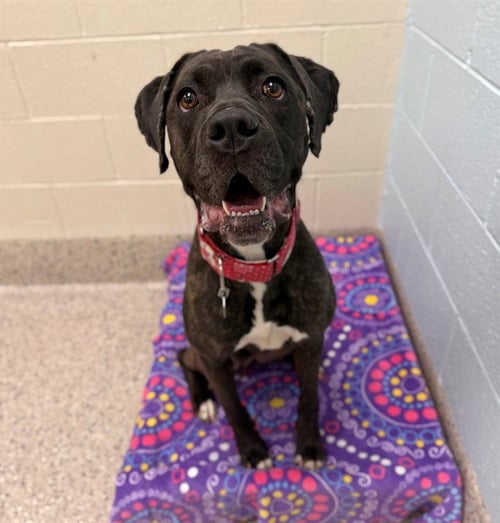 *RAINBOW - Mastiff available for adoption