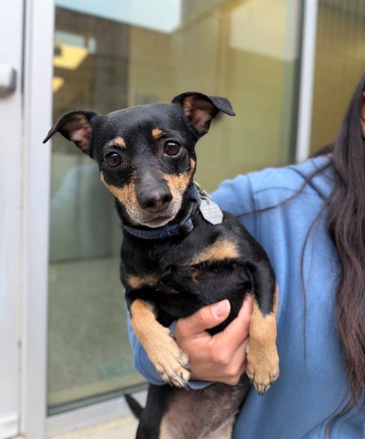 BELLA - Chihuahua available for adoption