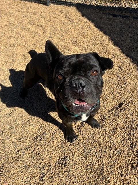 FIRULAIS - French Bulldog available for adoption