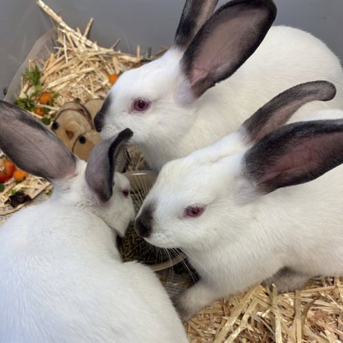 *YUBA - Shorthaired Rabbit available for adoption