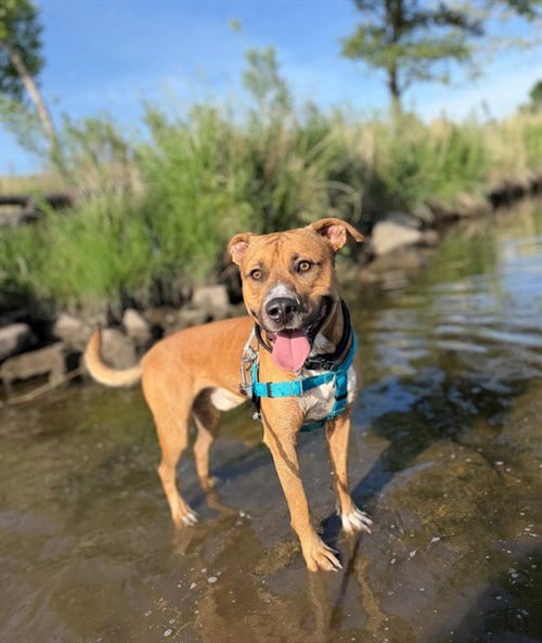 SCOOBY DOO - Black Mouth Cur available for adoption