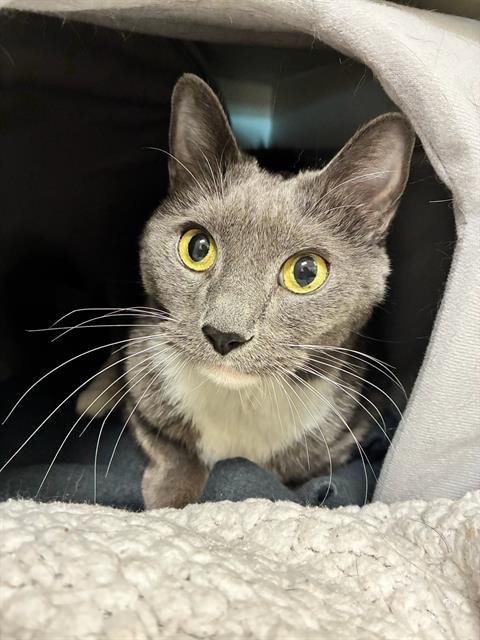 SARAH - Domestic Short Hair available for adoption