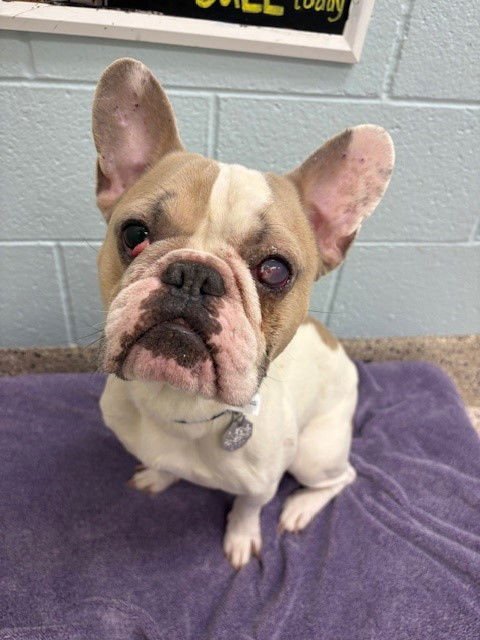 *BRONCO - French Bulldog available for adoption