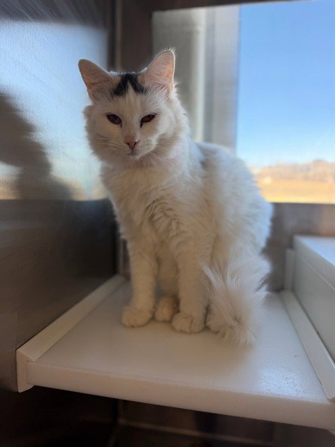 *PATSY - Domestic Medium Hair available for adoption