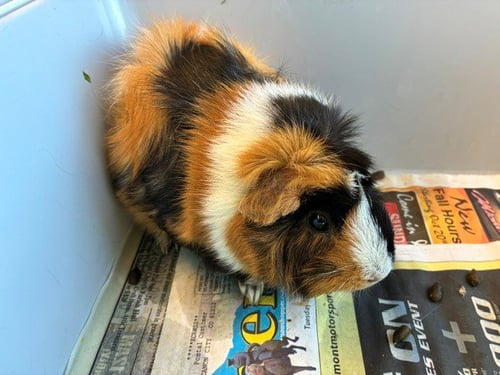 *BUTTERMILK - Guinea Pig available for adoption