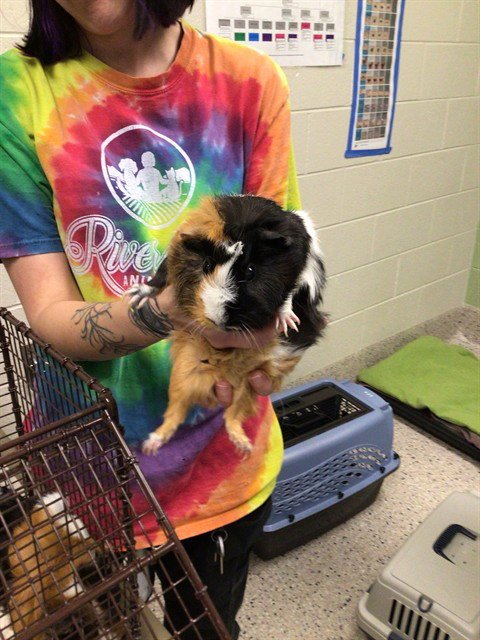 *BUTTERMILK - Guinea Pig available for adoption