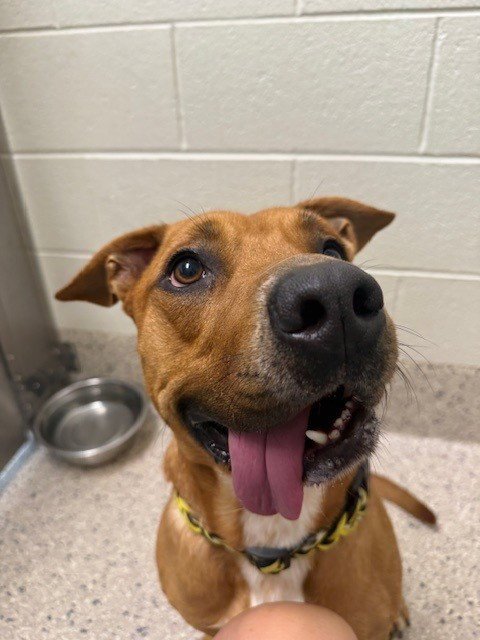 *SLURPEE - Pit Bull Terrier available for adoption