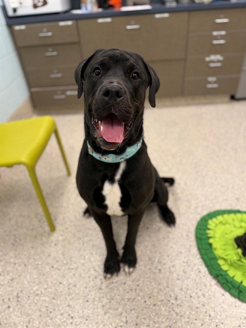 KNIGHT - Mastiff / Great Dane available for adoption