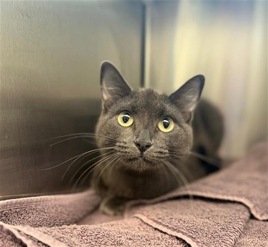 *STARLIGHT - Domestic Short Hair available for adoption