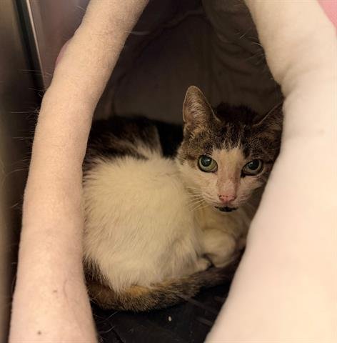 LITTLE GIRL - Domestic Short Hair available for adoption