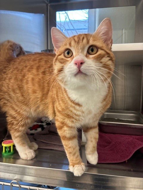 TIGER - Domestic Short Hair available for adoption