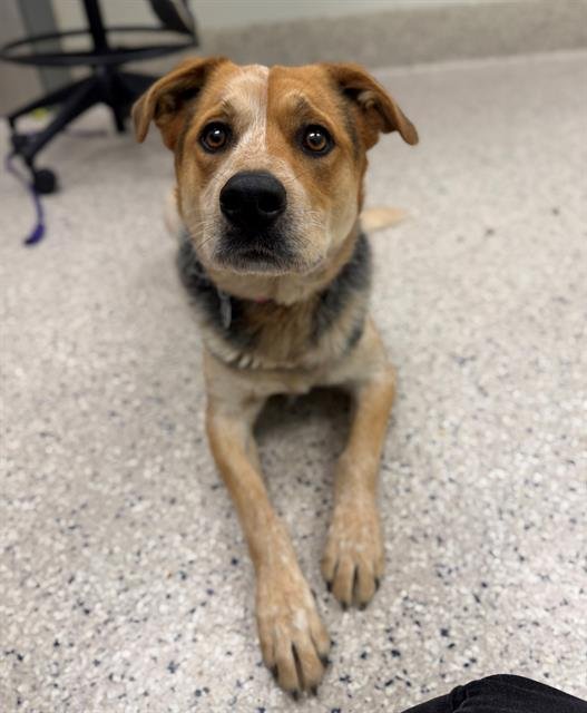 KYAH - Australian Cattle Dog/Blue Heeler available for adoption