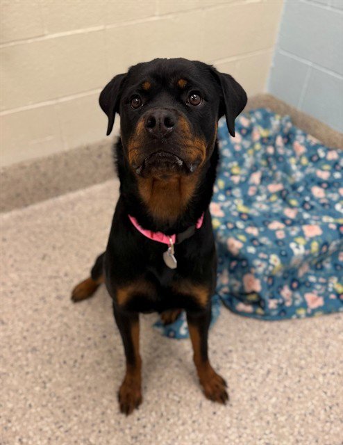 AZULE - Rottweiler available for adoption