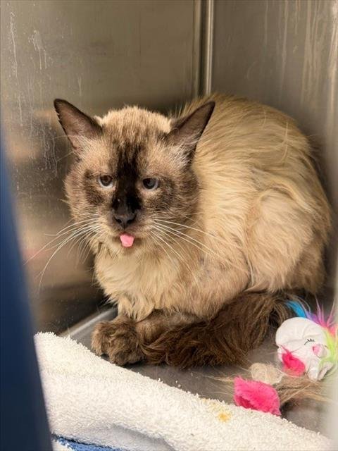 *FOSTER - Siamese for adoption in Thornton