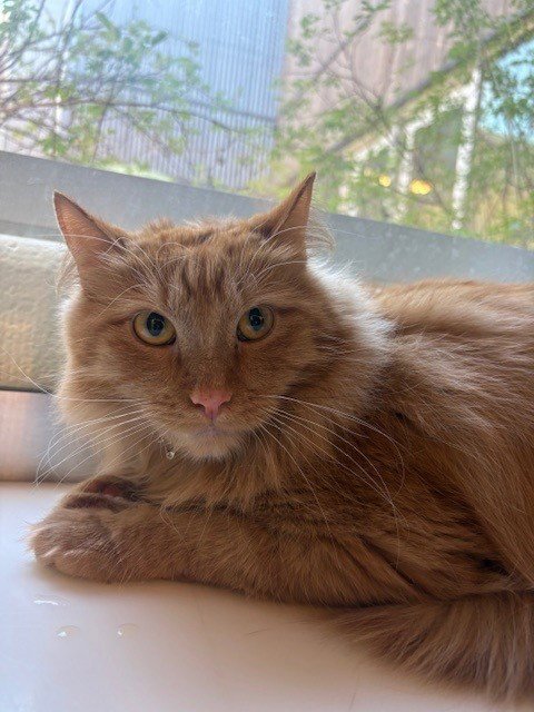 RALPH - Domestic Long Hair available for adoption