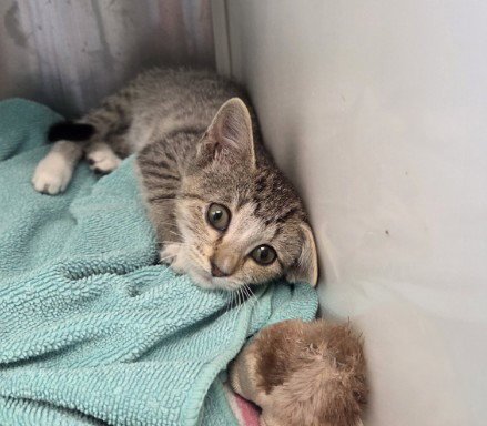 *BILLY - Domestic Short Hair available for adoption