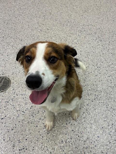 *LAVA - Anatolian Shepherd available for adoption