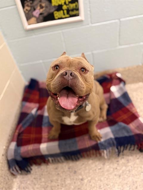 *GREG FROM ACCOUNTING - American Bulldog / English Bulldog available for adoption