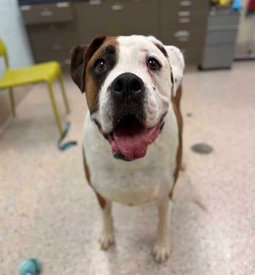 BRUNO - Boxer available for adoption