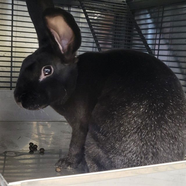 *MOJO - Shorthaired Rabbit available for adoption