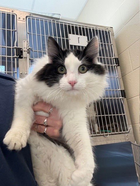 LARRY - Domestic Long Hair available for adoption