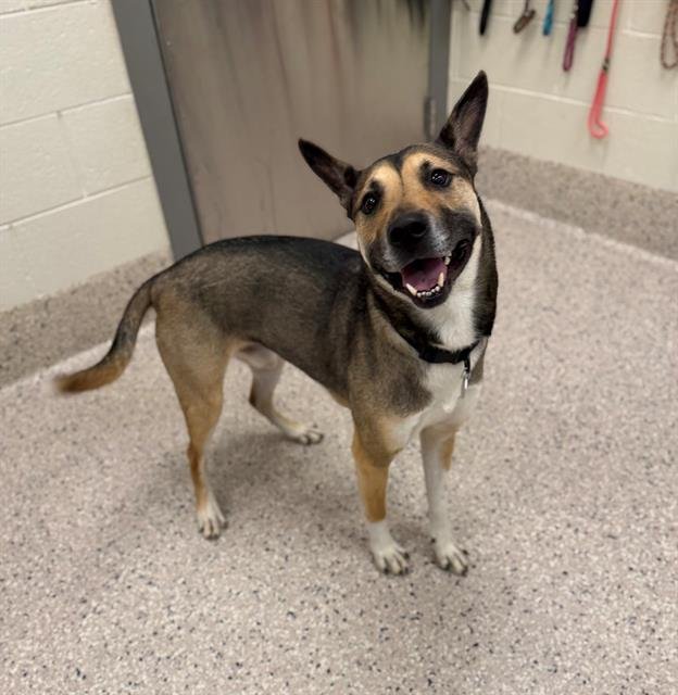 CHEVY - German Shepherd Dog available for adoption