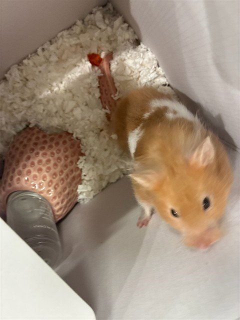 PRINCESA Image