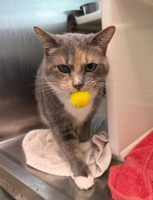*TILLY - Domestic Short Hair available for adoption