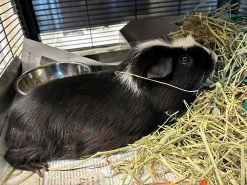 BILLY - Guinea Pig available for adoption